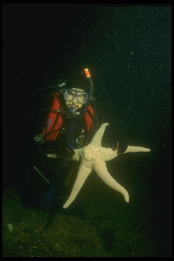 045027 Short Spined Star, Diver, Puget Sound A4 Photo Print