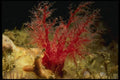 045028 Slipper Sea Cucumber, Carmel Bay A4 Photo Print