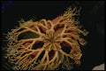 045029 Basket Star, British Columbia A4 Photo Print