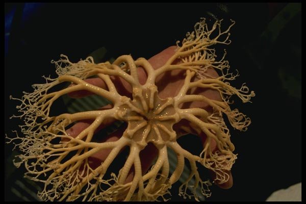 045029 Basket Star, British Columbia A4 Photo Print