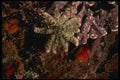 045030 Sunflower Starfish, Carmel Bay A4 Photo Print