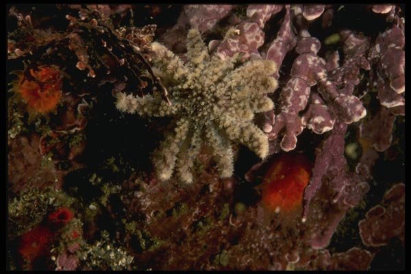 045030 Sunflower Starfish, Carmel Bay A4 Photo Print