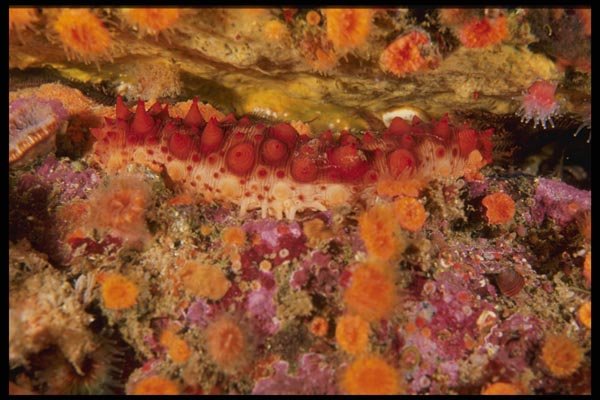 045032 Sea Cucumber, Monterey Bay A4 Photo Print