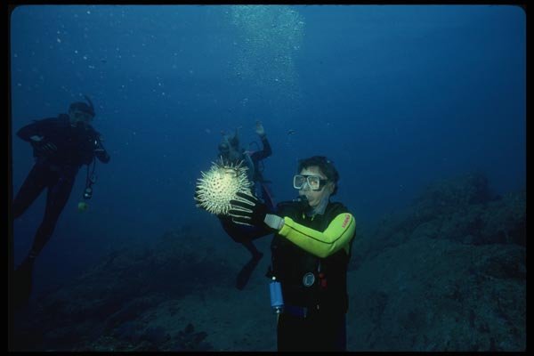045033 Diver, Cabo San Lucas, Mexico A4 Photo Print