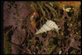 045034 Tinted Wentletrap Shell, Carmel Bay A4 Photo Print