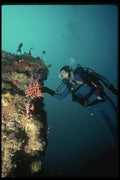 045035 Allopora, Carmel Deep Pinnacle A4 Photo Print