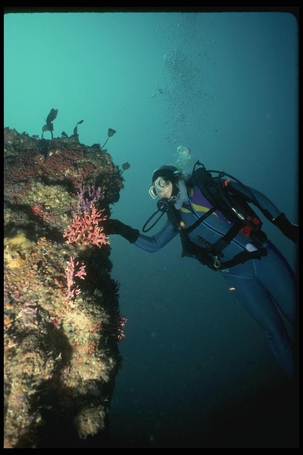 045035 Allopora, Carmel Deep Pinnacle A4 Photo Print