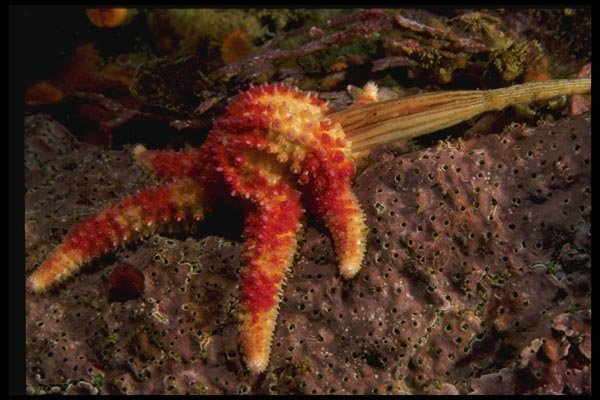 045036 Rainbow Sea Star Feeding, Stalked Tunicate, Carmel Bay A4 Photo Print