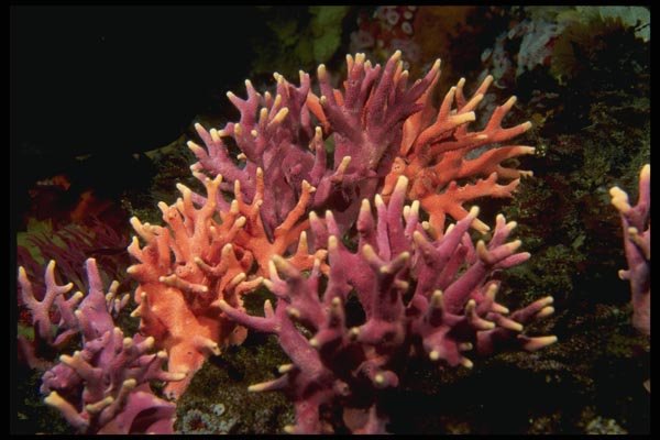 045038 Hydrocoral, Carmel Bay A4 Photo Print