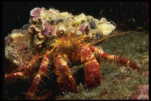 045039 Hermit Crab, La Paz, Mexico A4 Photo Print