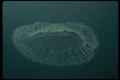 045040 Jellyfish, Monterey Bay A4 Photo Print