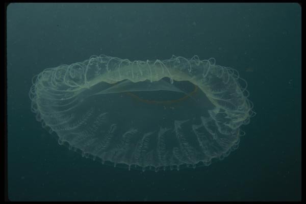 045040 Jellyfish, Monterey Bay A4 Photo Print