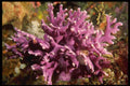 045042 Hydrocoral, Carmel Bay A4 Photo Print
