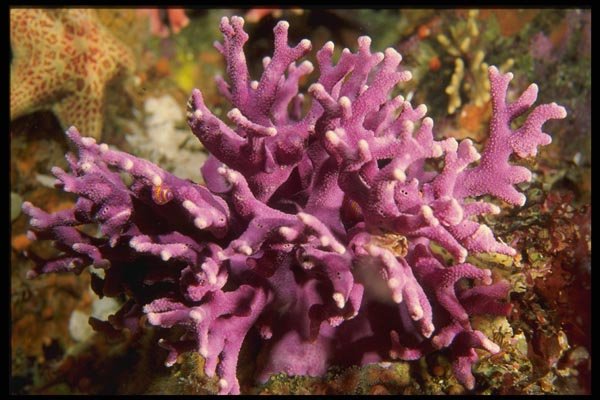 045042 Hydrocoral, Carmel Bay A4 Photo Print