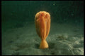 045043 Fleshy Sea Pen, Alki Beach A4 Photo Print
