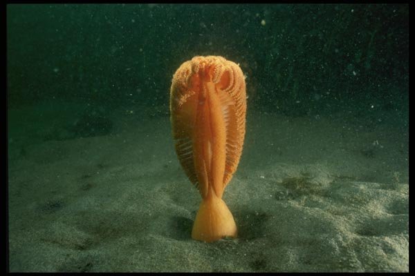 045043 Fleshy Sea Pen, Alki Beach A4 Photo Print