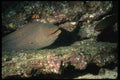 045044 Moray Eel Green, San Benedicto Island A4 Photo Print
