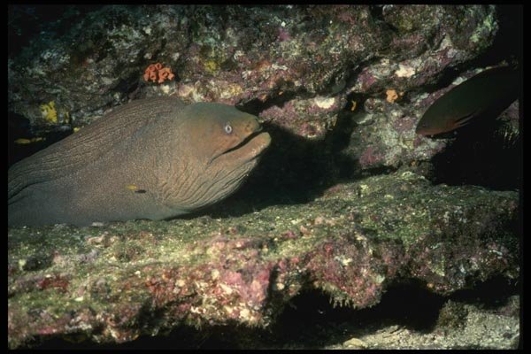 045044 Moray Eel Green, San Benedicto Island A4 Photo Print
