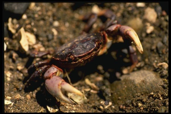 045047 Red Shore Crab, Titlow A4 Photo Print