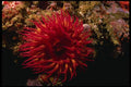 045049 Rose Anemone, Point Pinos A4 Photo Print