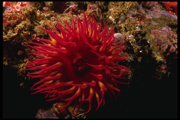 045049 Rose Anemone, Point Pinos A4 Photo Print
