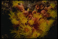 045050 Tubastraea Coral, La Paz, Mexico A4 Photo Print