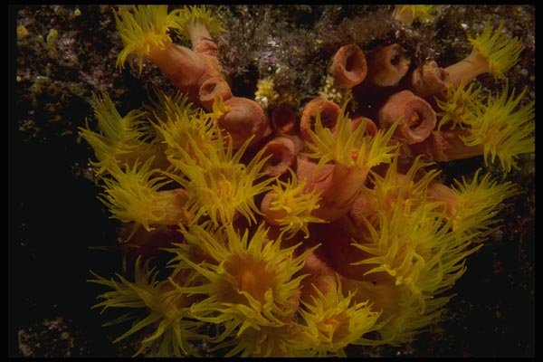 045050 Tubastraea Coral, La Paz, Mexico A4 Photo Print