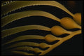 045052 Macrocystis Kelp, Monterey A4 Photo Print