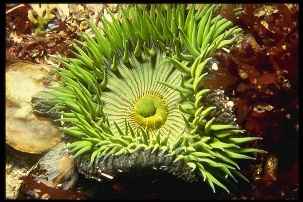 045053 Anthoplura Anemone, San Miguel Island A4 Photo Print