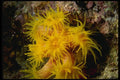 045054 Tubastraea Coral, La Paz, Mexico A4 Photo Print