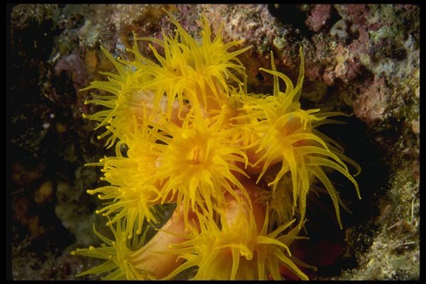 045054 Tubastraea Coral, La Paz, Mexico A4 Photo Print