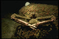045055 Masking Crab, Monterey A4 Photo Print