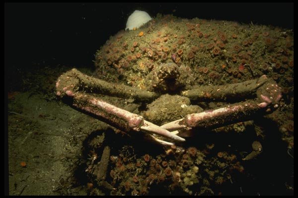 045055 Masking Crab, Monterey A4 Photo Print