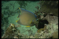 045057 Queen Angelfish, Taverner Key A4 Photo Print