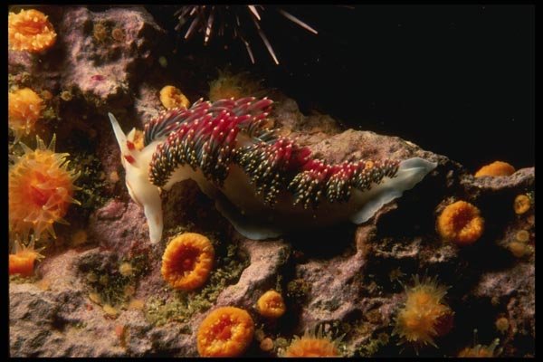 045058 Hilton's Nudibranch, Santa Cruz Island A4 Photo Print