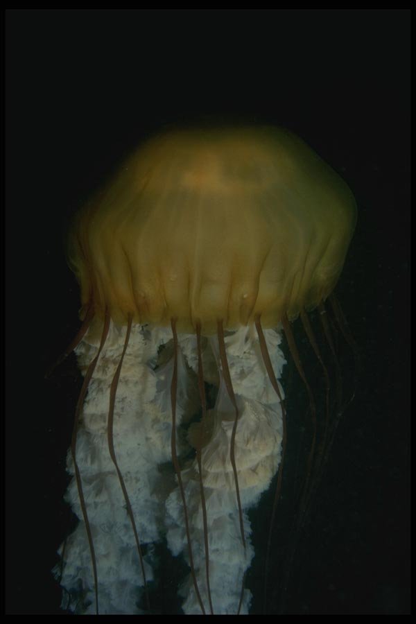 045060 Brown Jellyfish, Monterey Bay A4 Photo Print