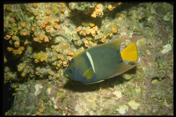 045061 King Angelfish, La Paz A4 Photo Print