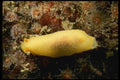 045062 Sea Lemon Nudibranch, Monterey A4 Photo Print