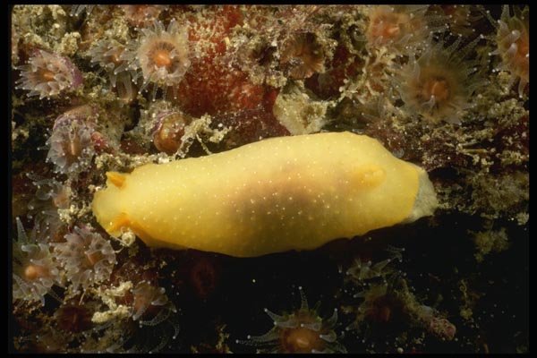 045062 Sea Lemon Nudibranch, Monterey A4 Photo Print