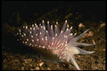 045063 Red Gilled Nudibranch, Puget Sound A4 Photo Print