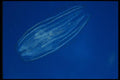 045064 Comb Jelly, San Miguel Island A4 Photo Print