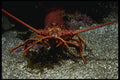 045065 Spiny Lobster, Anacapa Island A4 Photo Print
