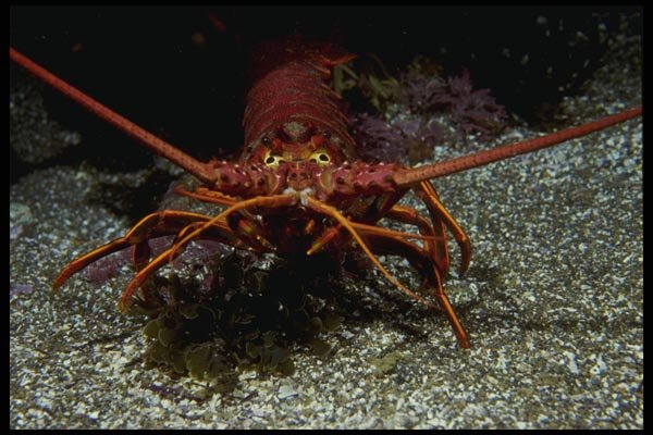 045065 Spiny Lobster, Anacapa Island A4 Photo Print
