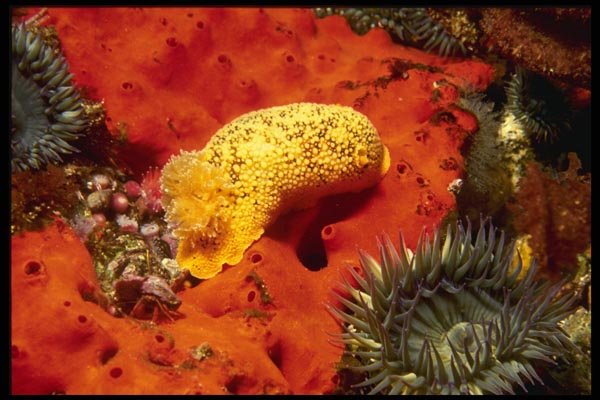 045066 Ansodoris Nudibranch, San Miguel Island A4 Photo Print