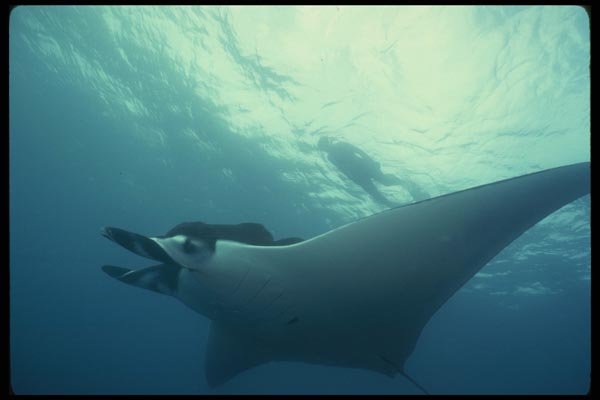 045067 Manta Ray, San Benedicto Island A4 Photo Print