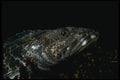 045069 Lingcod Fish, Monterey Bay A4 Photo Print