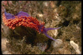 045070 Spanish Shawl Nudibranch, Santa Rosa Island A4 Photo Print