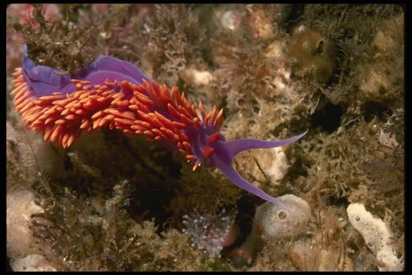 045070 Spanish Shawl Nudibranch, Santa Rosa Island A4 Photo Print