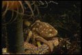 045071 Octopus, Monterey A4 Photo Print