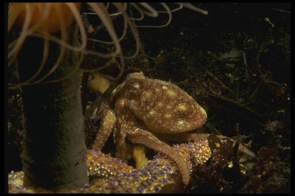 045071 Octopus, Monterey A4 Photo Print